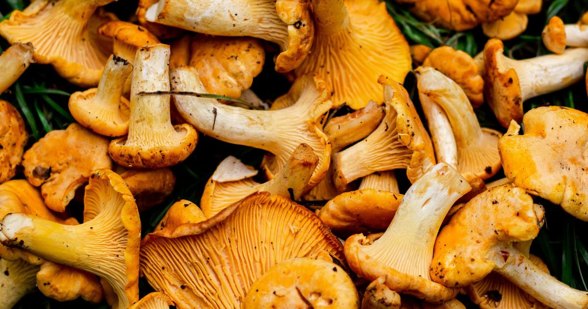 la cocina granadina temporada otoñal